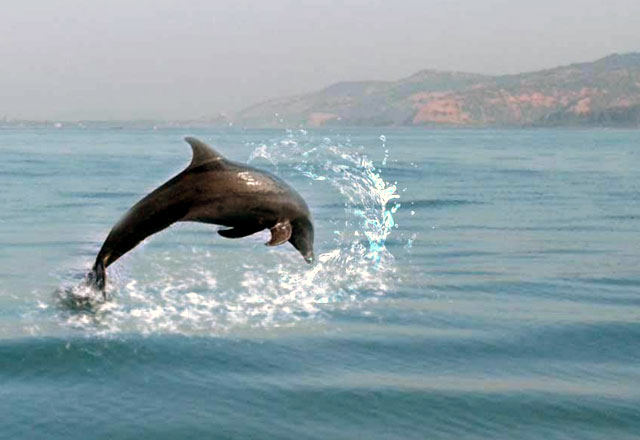 Dolphins near Ladghar Beach